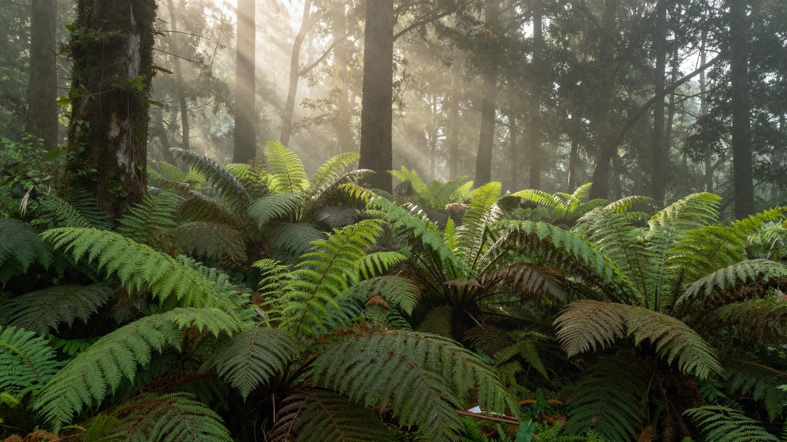 Sunlight streaming through a misty forest full of green ferns