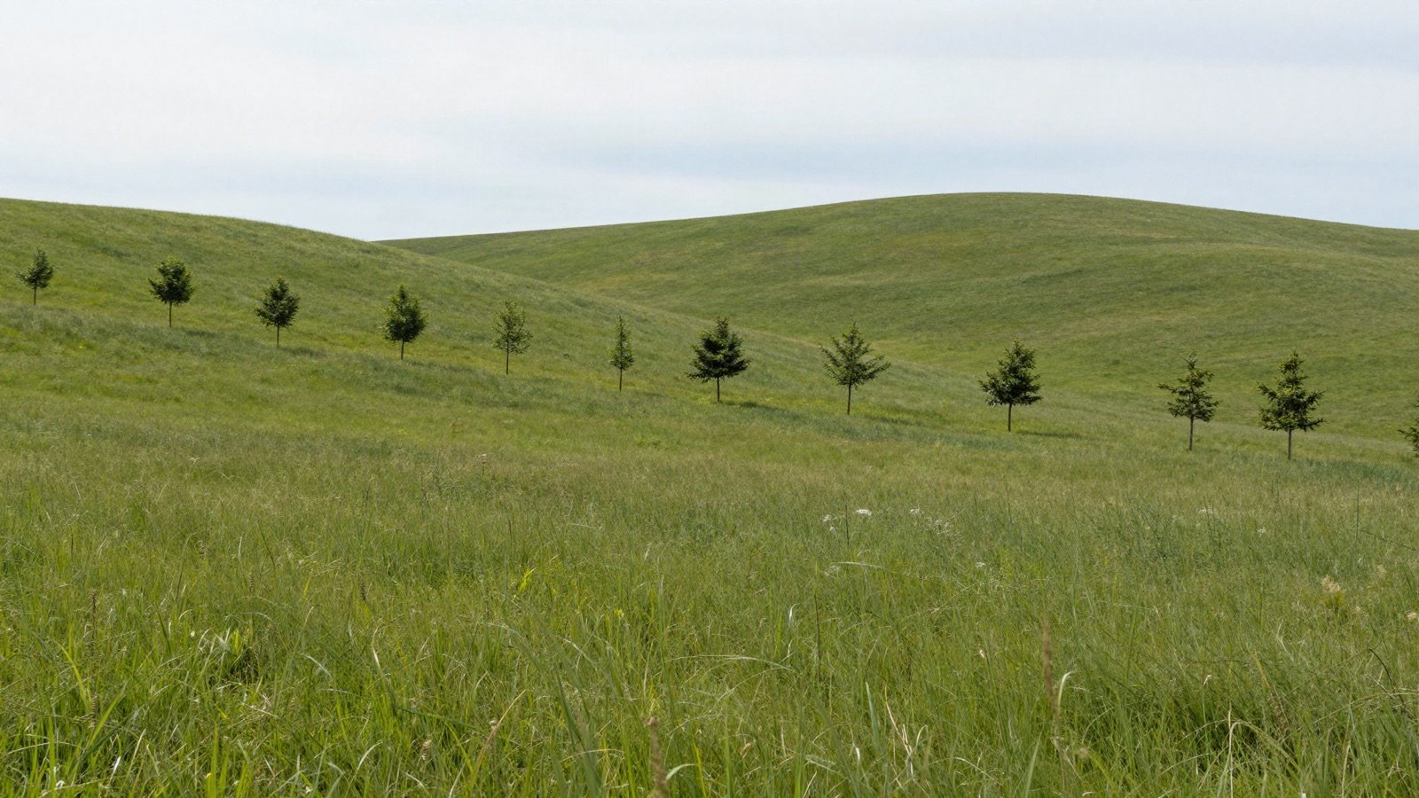 Rows of young planted trees on rolling green grassland hills